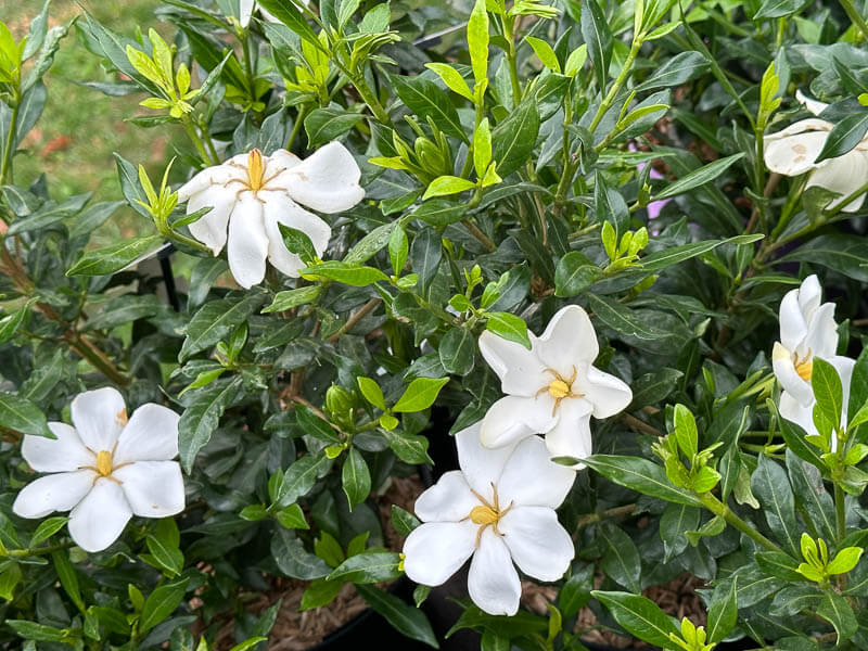 Gardenia jasminoïdes 'Sweet Heart', Pépinière Végétal 85, Fête des plantes automne, Domaine de Saint-Jean de Beauregard, Saint-Jean de Beauregard (91)