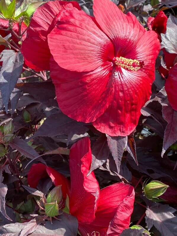 Hibiscus Carrousel 'Géant Red', pépinière Fleurs du Sud, La Folie des Plantes, parc du Grand Blottereau, Nantes (44)