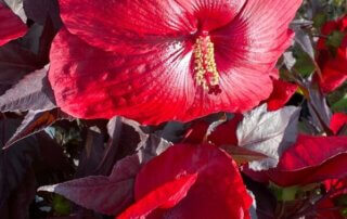Hibiscus Carrousel 'Géant Red', pépinières Fleurs du Sud, La Folie des Plantes, parc du Grand Blottereau, Nantes (49)