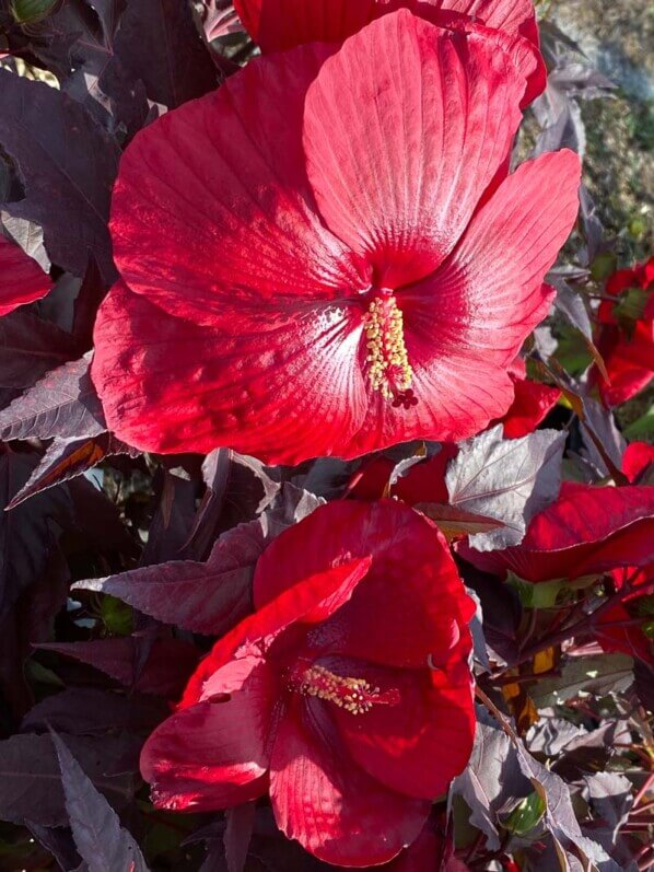 Lire la suite à propos de l’article Hibiscus Carrousel ‘Géant Red’