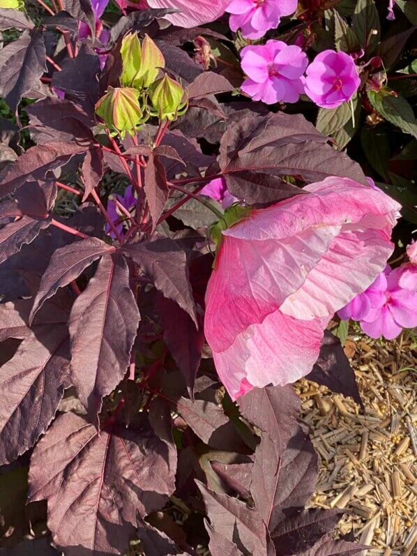 Hibiscus Summerific, Malavceae, Malvacées, visite des summer trials de Graines Voltz, Brain sur l'Authion (49)