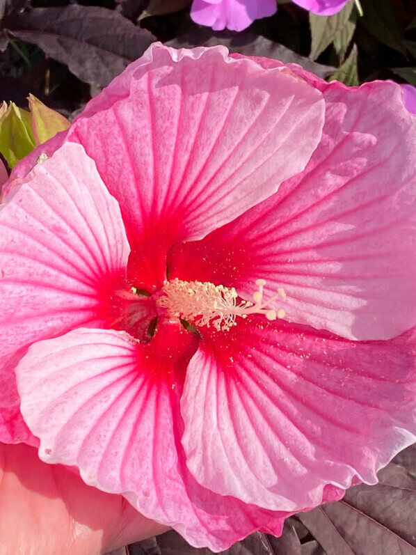 Hibiscus Summerific, Malavceae, Malvacées, visite des summer trials de Graines Voltz, Brain sur l'Authion (49)