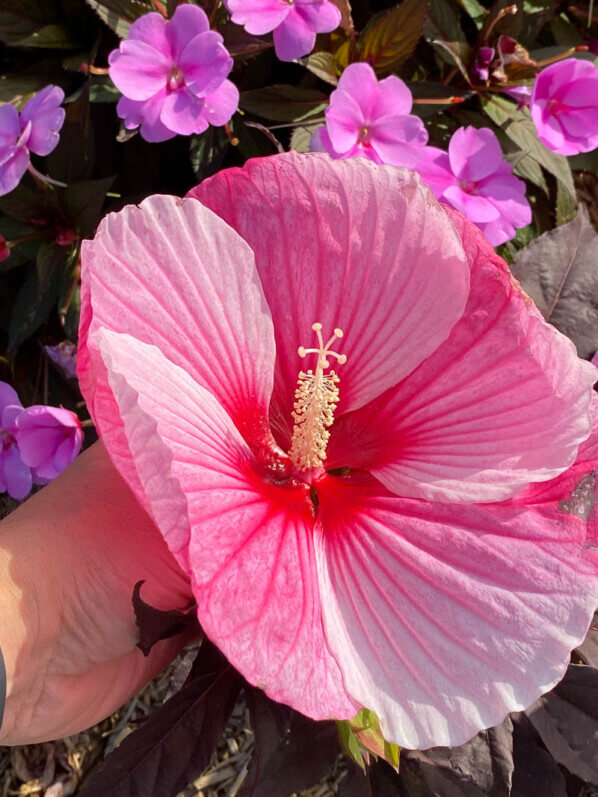 Hibiscus Summerific, Malavceae, Malvacées, visite des summer trials de Graines Voltz, Brain sur l'Authion (49)