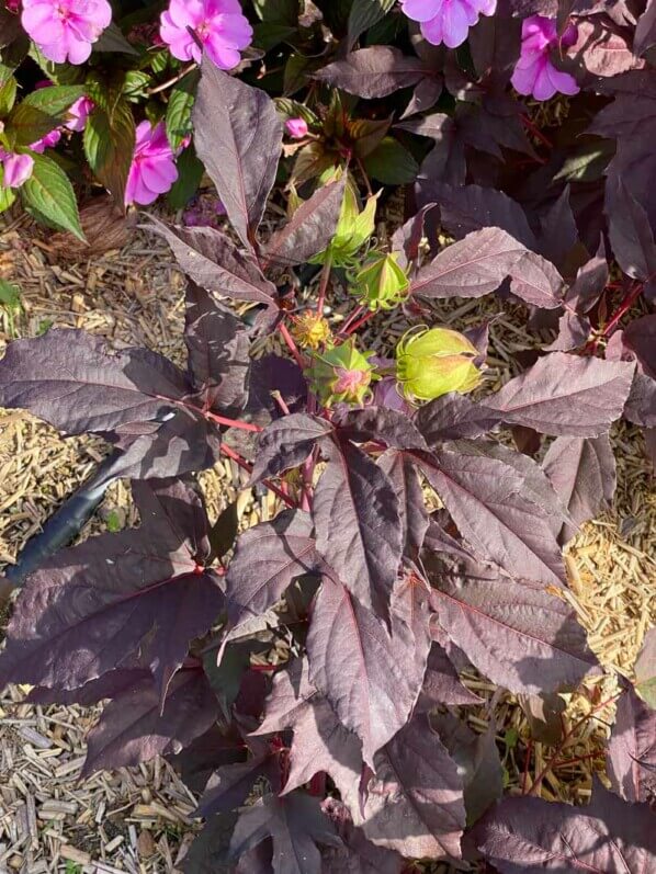 Hibiscus Summerific, Malavceae, Malvacées, visite des summer trials de Graines Voltz, Brain sur l'Authion (49)