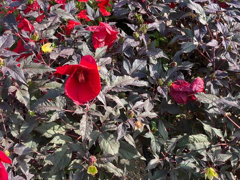 Hibiscus Summerific, Malavceae, Malvacées, visite des summer trials de Graines Voltz, Brain sur l'Authion (49)