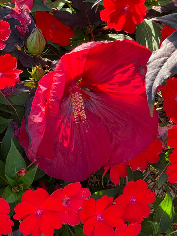 Hibiscus Summerific, Malavceae, Malvacées, visite des summer trials de Graines Voltz, Brain sur l'Authion (49)