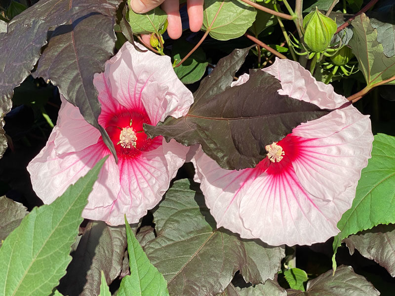 Hibiscus Summerific, Malavceae, Malvacées, visite des summer trials de Graines Voltz, Brain sur l'Authion (49)