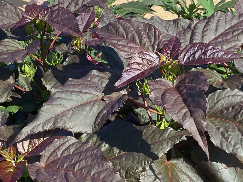 Hibiscus Summerific, Malavceae, Malvacées, visite des summer trials de Graines Voltz, Brain sur l'Authion (49)