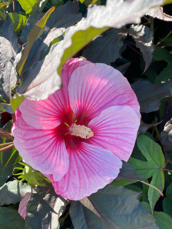 Hibiscus Summerific, Malavceae, Malvacées, visite des summer trials de Graines Voltz, Brain sur l'Authion (49)