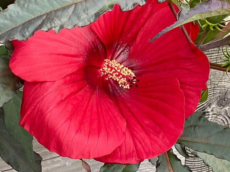 Hibiscus Summerific, Malavceae, Malvacées, visite des summer trials de Graines Voltz, Brain sur l'Authion (49)