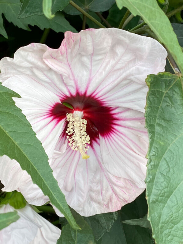 Hibiscus Summerific, Malavceae, Malvacées, visite des summer trials de Graines Voltz, Brain sur l'Authion (49)