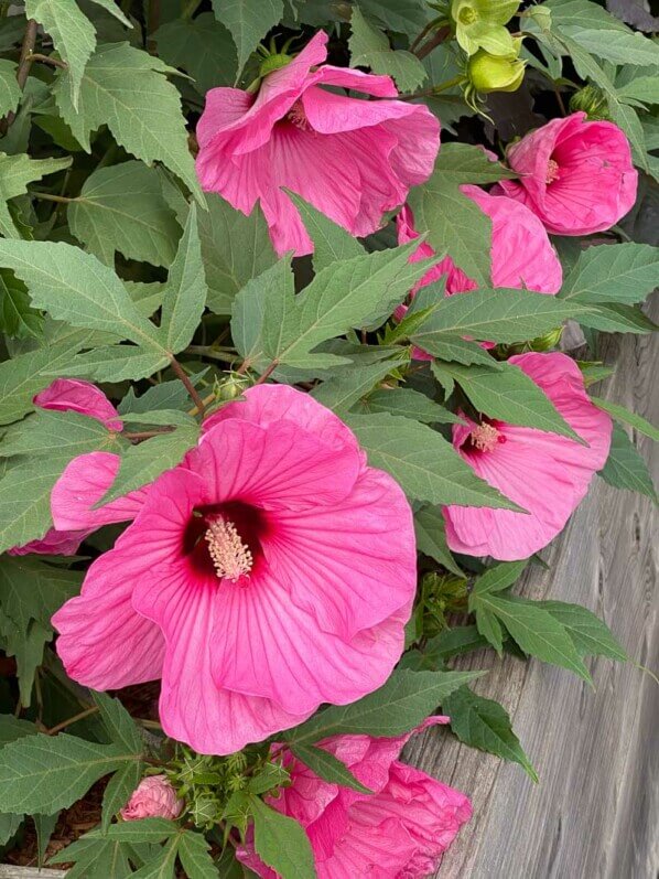 Hibiscus Summerific, Malavceae, Malvacées, visite des summer trials de Graines Voltz, Brain sur l'Authion (49)