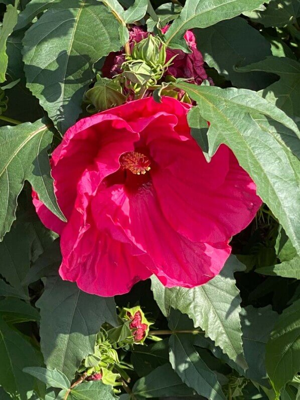 Hibiscus Summerific, Malavceae, Malvacées, visite des summer trials de Graines Voltz, Brain sur l'Authion (49)