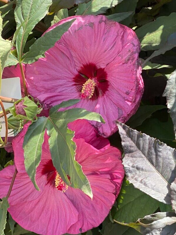 Hibiscus Summerific, Malavceae, Malvacées, visite des summer trials de Graines Voltz, Brain sur l'Authion (49)