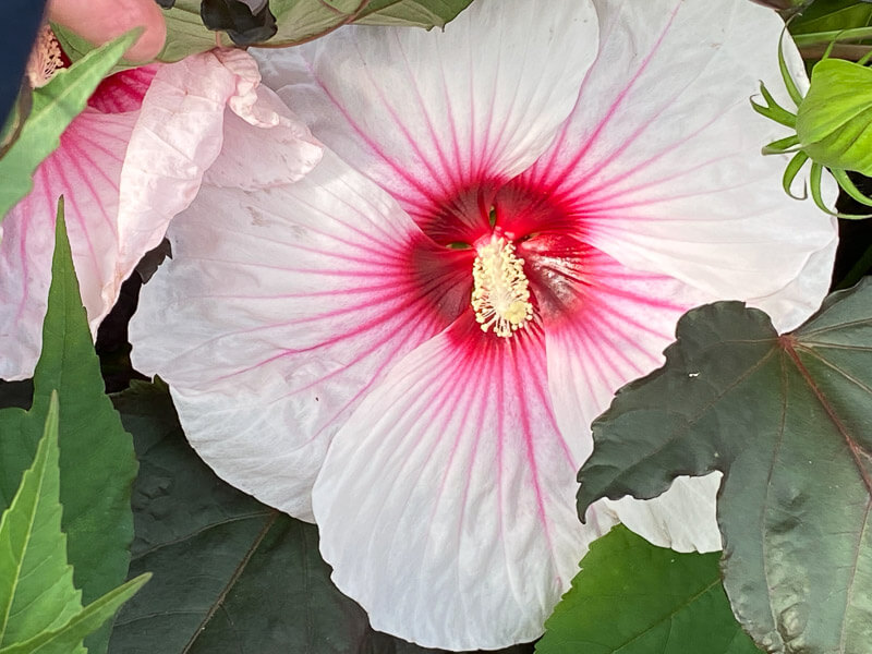 Hibiscus Summerific, Malavceae, Malvacées, visite des summer trials de Graines Voltz, Brain sur l'Authion (49)