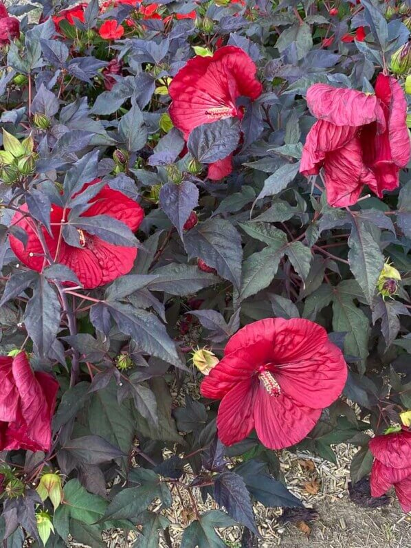 Hibiscus Summerific, Malavceae, Malvacées, visite des summer trials de Graines Voltz, Brain sur l'Authion (49)