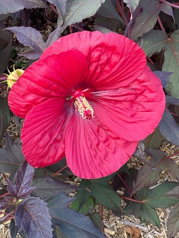 Hibiscus Summerific, Malavceae, Malvacées, visite des summer trials de Graines Voltz, Brain sur l'Authion (49)