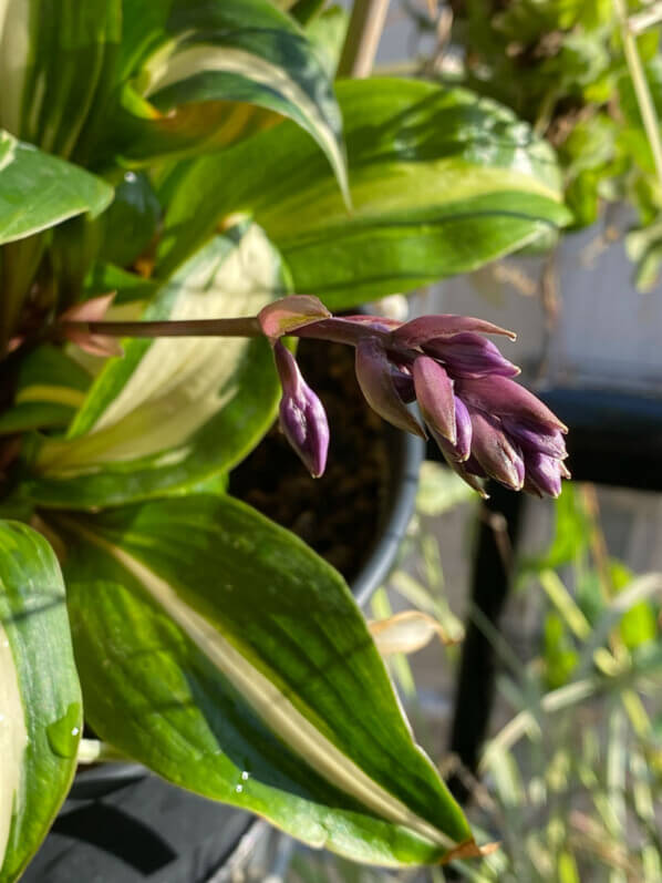 Nouvelle hampe florale sur hosta en fin d'été sur mon balcon parisien, Paris 19e (75)