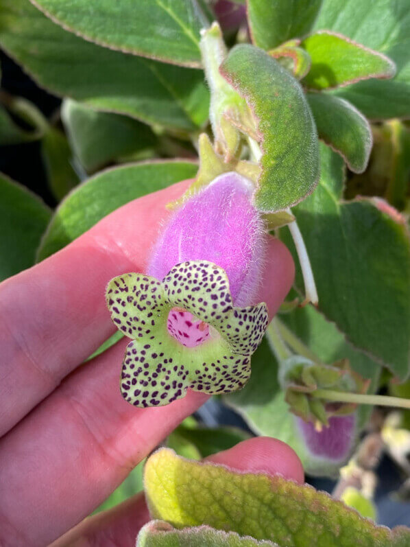 Fleur de Kohleria digitaliflora, Gesnériacées, pépinière Fuchsia Delhommeau, La Folie des Plantes, parc du Grand Blottereau, Nantes (44)