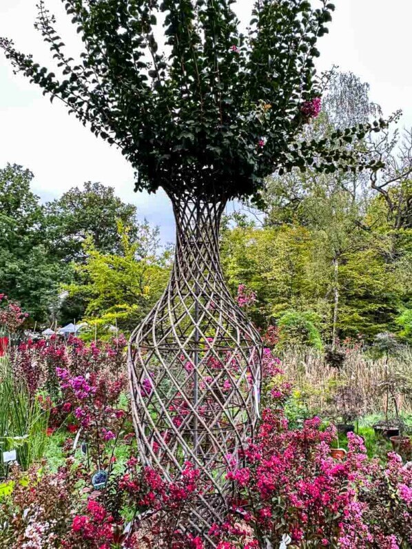 Lilas des Indes, Lagerstroemia indica, Pépinières Ripaud, Fête des plantes automne, Domaine de Saint-Jean de Beauregard, Saint-Jean de Beauregard (91)