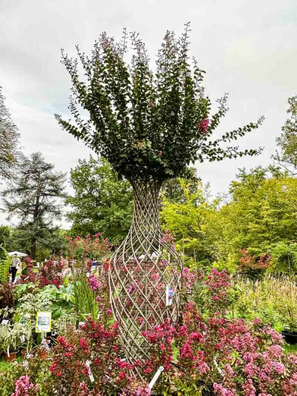 Lilas des Indes, Lagerstroemia indica, Pépinières Ripaud, Fête des plantes automne, Domaine de Saint-Jean de Beauregard, Saint-Jean de Beauregard (91)