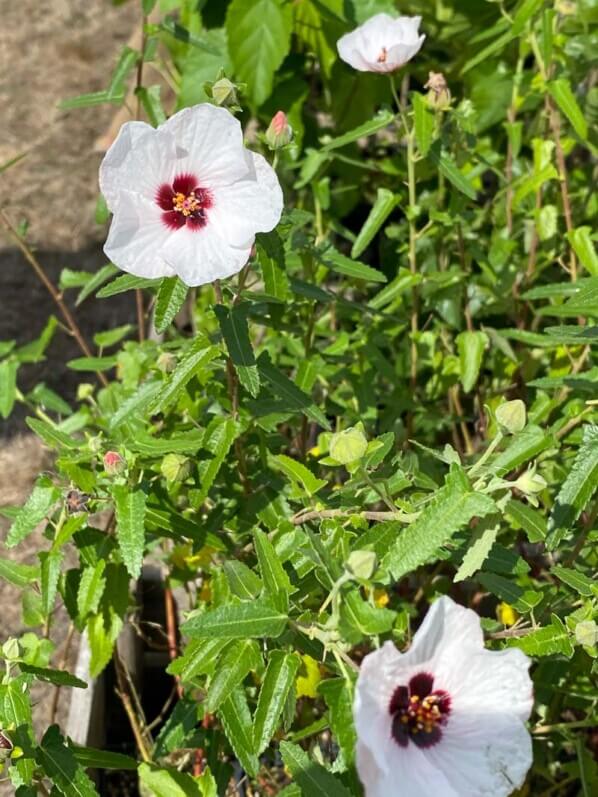 Pavonia hastata, Malvaceae, Pépinières Indigènes, La Folie des Plantes, parc du Grand Blottereau, Nantes (44)