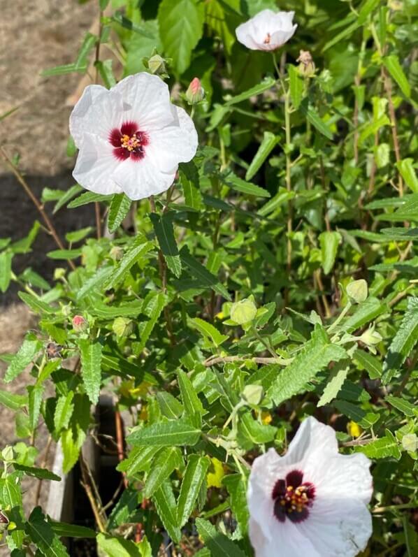 Pavonia hastata, Malvaceae, Pépinières Indigènes, La Folie des Plantes, parc du Grand Blottereau, Nantes (44)