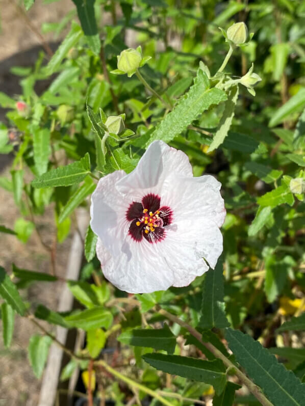 Pavonia hastata, Malvaceae, Pépinières Indigènes, La Folie des Plantes, parc du Grand Blottereau, Nantes (44)