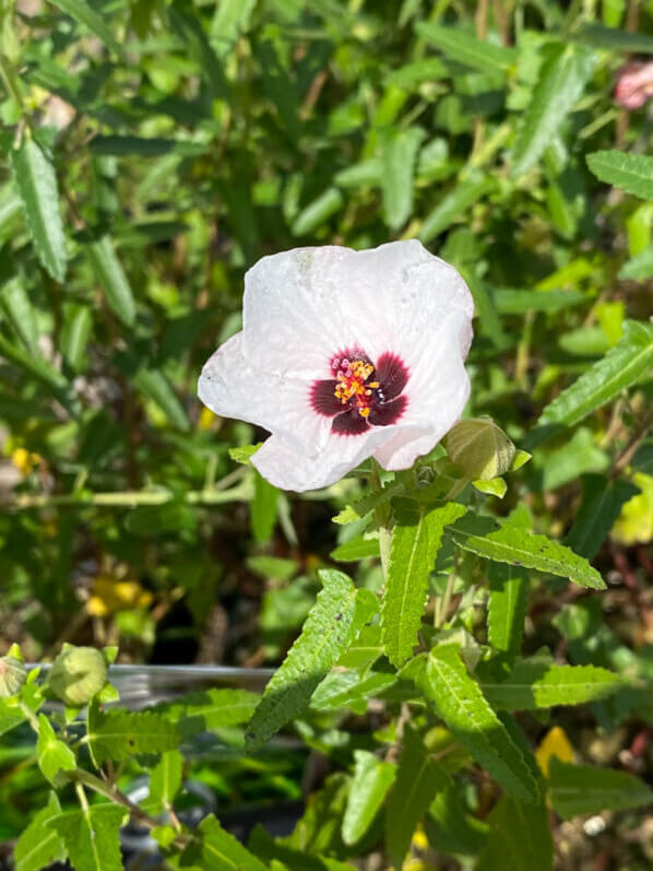 Pavonia hastata, Malvaceae, Pépinières Indigènes, La Folie des Plantes, parc du Grand Blottereau, Nantes (44)