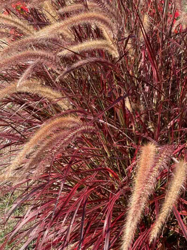 Pennisetum 'Fireworks', graminée, Poacées, visite des summer trials de Graines Voltz, Brain sur l'Authion (49)