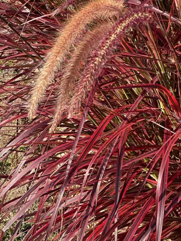 Pennisetum 'Fireworks', graminée, Poacées, visite des summer trials de Graines Voltz, Brain sur l'Authion (49)