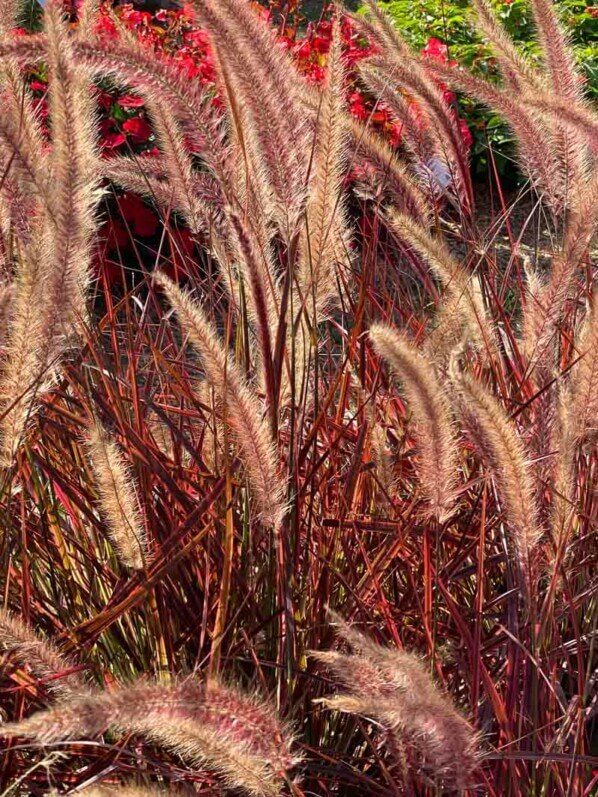 Pennisetum 'Fireworks', graminée, Poacées, visite des summer trials de Graines Voltz, Brain sur l'Authion (49)