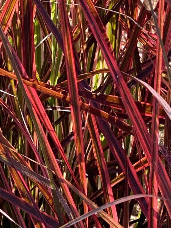 Pennisetum 'Fireworks', graminée, Poacées, visite des summer trials de Graines Voltz, Brain sur l'Authion (49)