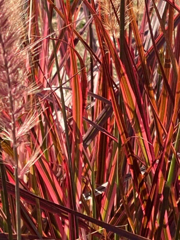 Pennisetum 'Fireworks', graminée, Poacées, visite des summer trials de Graines Voltz, Brain sur l'Authion (49)