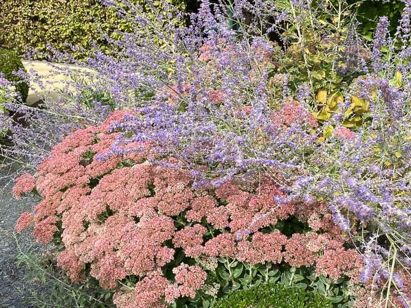 Perovskia et Sedum, jardin de Marie, La Maladrerie Saint-Lazare, Beauvais (60)