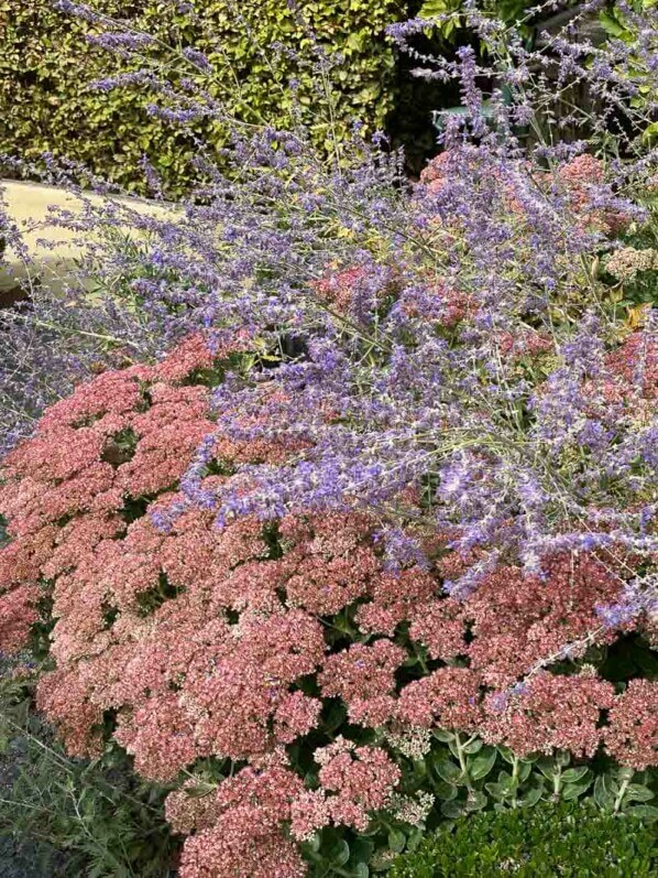 Perovskia et Sedum, jardin de Marie, La Maladrerie Saint-Lazare, Beauvais (60)