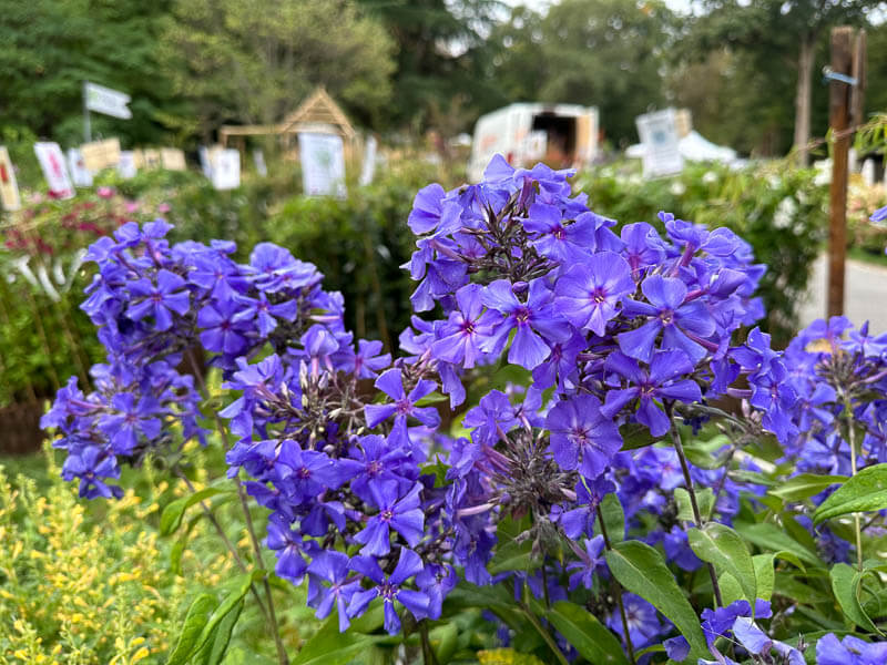 Phlox paniculata 'Blue Paradise', Le Châtel des Vivaces, Fête des plantes automne, Domaine de Saint-Jean de Beauregard, Saint-Jean de Beauregard (91)