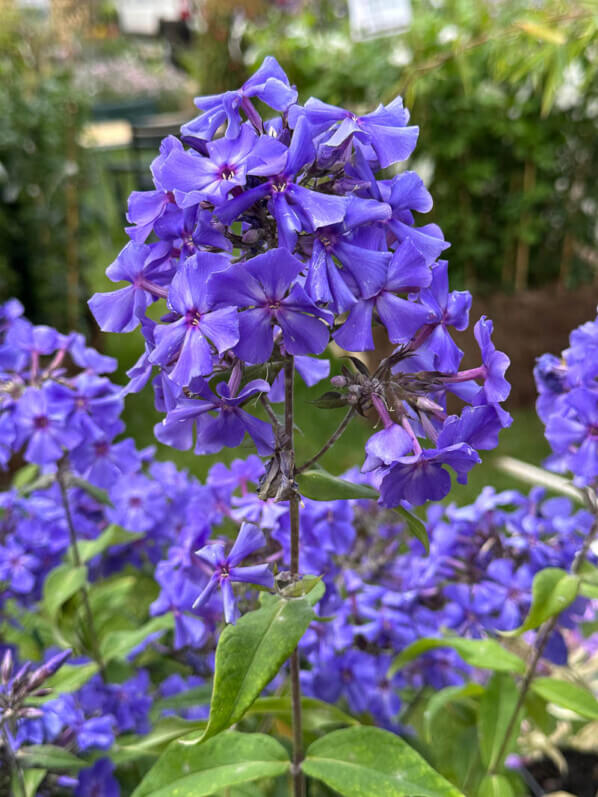 Phlox paniculata 'Blue Paradise', Le Châtel des Vivaces, Fête des plantes automne, Domaine de Saint-Jean de Beauregard, Saint-Jean de Beauregard (91)