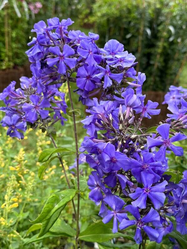 Phlox paniculata 'Blue Paradise', Le Châtel des Vivaces, Fête des plantes automne, Domaine de Saint-Jean de Beauregard, Saint-Jean de Beauregard (91)