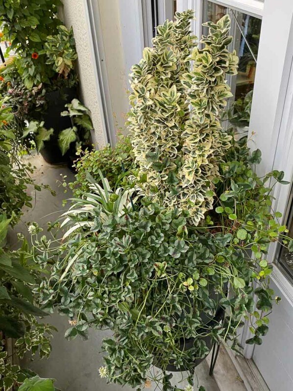 Lire la suite à propos de l’article Grosse potée de fusain, trèfle, liriope et muehlenbeckia sur mon balcon parisien