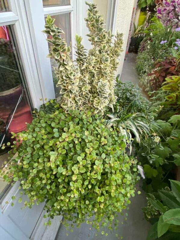 Grosse potée de fusain, trèfle, liriope et muehlenbeckia en été sur mon balcon parisien, Paris 19e (75)