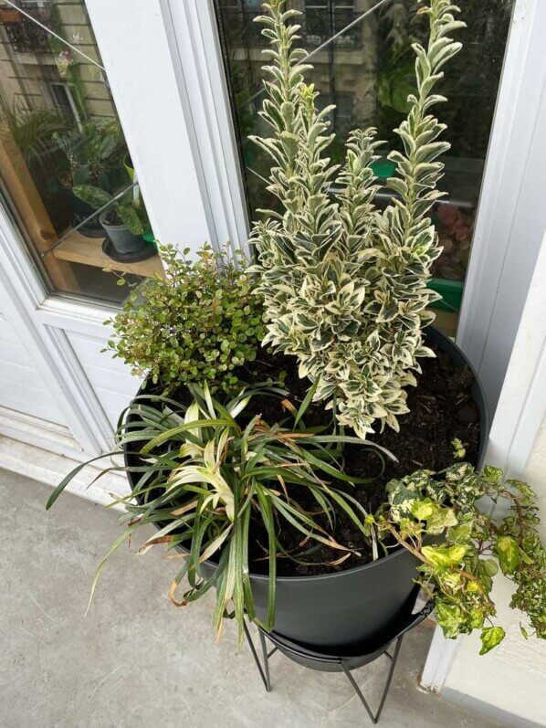 Grosse potée de fusain, trèfle, liriope et muehlenbeckia au printemps sur mon balcon parisien, Paris 19e (75)