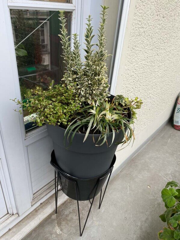 Grosse potée de fusain, trèfle, liriope et muehlenbeckia au printemps sur mon balcon parisien, Paris 19e (75)