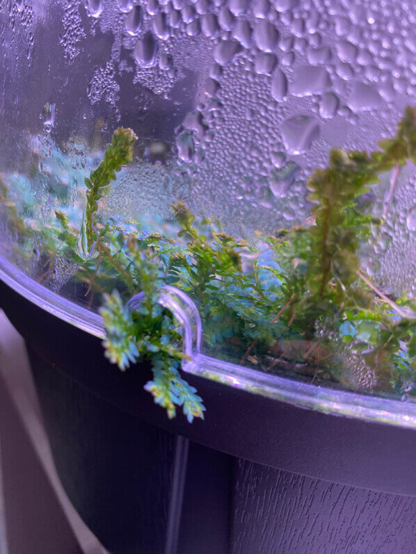 Sélaginelle (Selaginella uncinata) sortant de son terrarium par un petit trou d'aération, plante d'intérieur, Paris 19e (75)