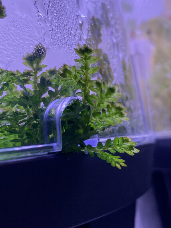 Sélaginelle (Selaginella uncinata) sortant de son terrarium par un petit trou d'aération, plante d'intérieur, Paris 19e (75)