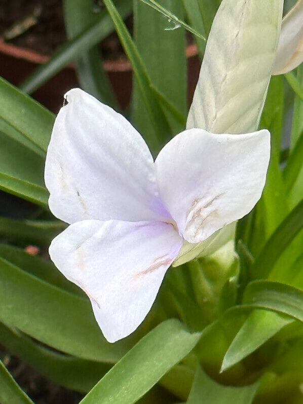 Lire la suite à propos de l’article Tillandsia cyanea ‘Alba’