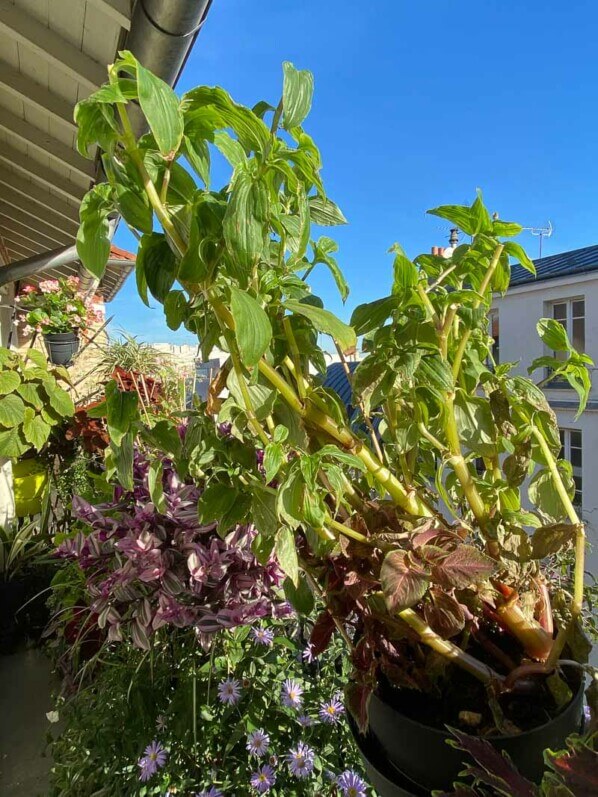 Tinantia erecta en été sur mon balcon parisien, Paris 19e (75)