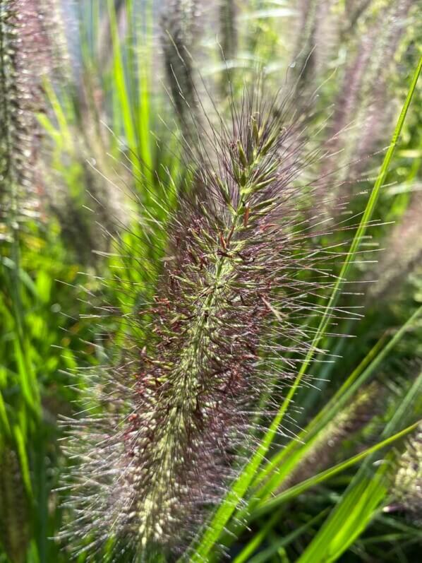 Épis de Pennisetum, graminée, La Maladrerie Saint-Lazare, Beauvais (60)