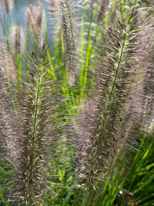 Épis de Pennisetum, graminée, La Maladrerie Saint-Lazare, Beauvais (60)