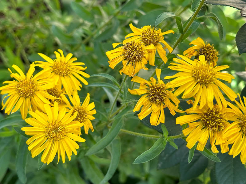 Aster 'Golden Sunshine', Astéracées, plante vivace, Pépinière Passion Vivaces, Grisy-Suisnes (77)